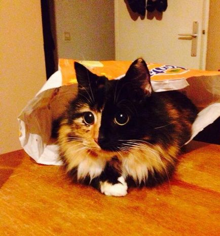 Сліпа кішка жасмин і її дивовижні очі