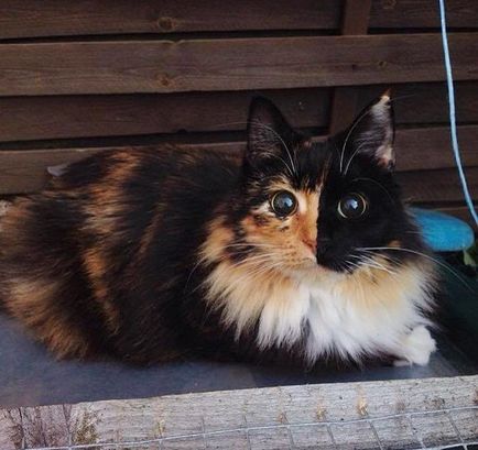 Сліпа кішка жасмин і її дивовижні очі