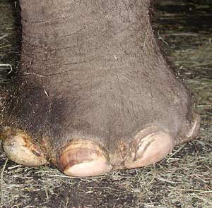 Слони чують ногами - новини - природа і тварини