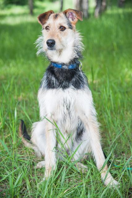 Câine bambi căutând o casă