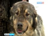 Kutya harap egy lány fél arcát - Moszkva-live - hírek, események, történelem, fotók Moszkva