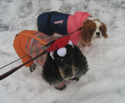 Dog-bunicii înghețuri și plimbări de Anul Nou - povesti cu coada