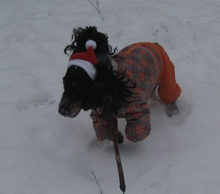 Собаки-діди морози і новорічні прогулянки - хвостаті байки