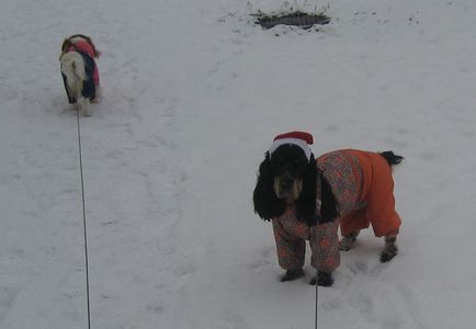 Dog-bunicii înghețuri și plimbări de Anul Nou - povesti cu coada