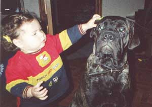 Conținutul bullmastiff adult