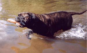 Conținutul bullmastiff adult