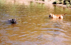 Conținutul bullmastiff adult