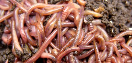 Dreamworms, despre care vise viermi