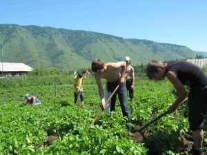 Сонник полоти грядки бур'яни город бачити уві сні до чого сниться