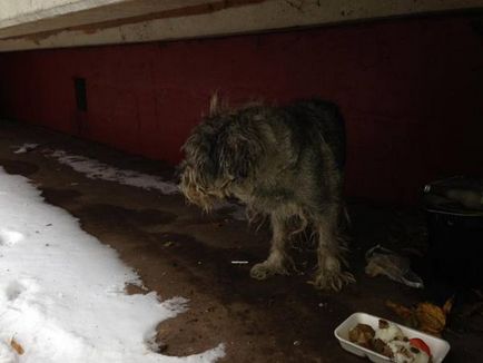 Sos! Moscova! Lost câine barbă (