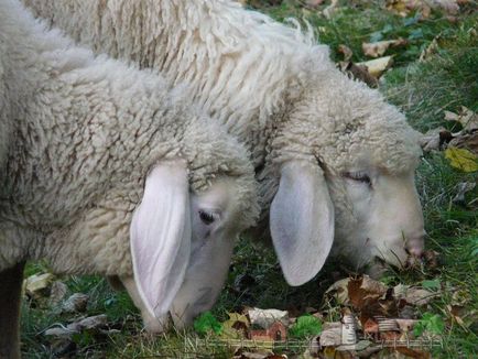 Поради по розведенню овець