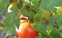 Дозрівання помідорів в теплиці, швидке, як прискорити, полив