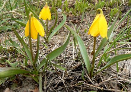 Sorolja gyakori típusa a Fritillaria virág