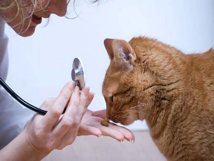 Remedii pentru purice pentru pisici sunt cele mai bune și mai eficiente, cum să scapi de droguri, droguri,