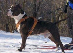 Staffordshire Terrier - caracter