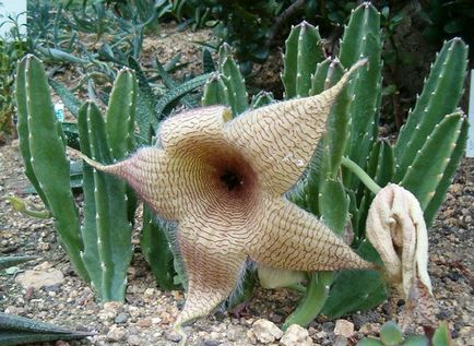 Stapelia de îngrijire la domiciliu, cum să propagați o discontinue