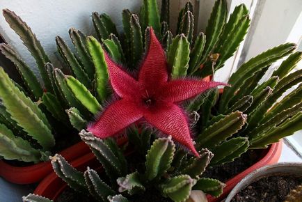 Stapelia грижи у дома, как да умножим хелинг