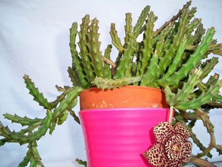 Stapelia грижи у дома, как да умножим хелинг