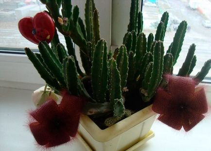 Stapelia грижи у дома, как да умножим хелинг