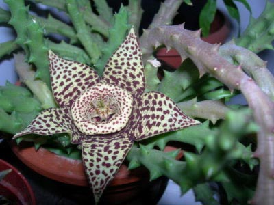 Stapelia reproducerea transplantului de îngrijire la domiciliu