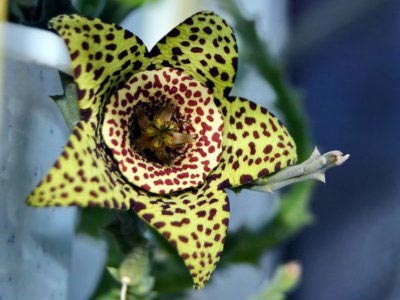 Stapelia reproducerea transplantului de îngrijire la domiciliu