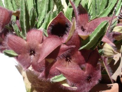 Stapelia грижи трансплант началната репродукция