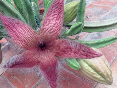 Stapelia reproducerea transplantului de îngrijire la domiciliu