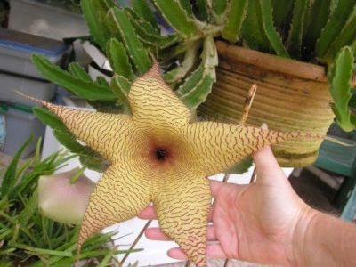 Stapelia reproducerea transplantului de îngrijire la domiciliu