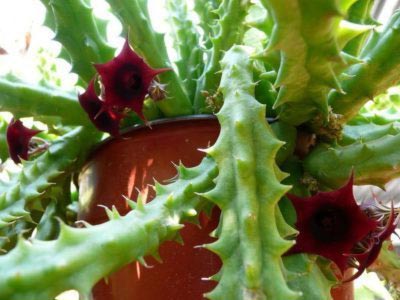 Stapelia грижи трансплант началната репродукция