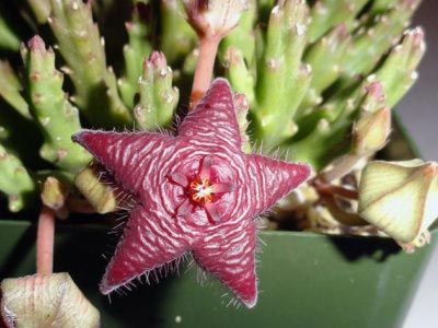 Stapelia reproducerea transplantului de îngrijire la domiciliu