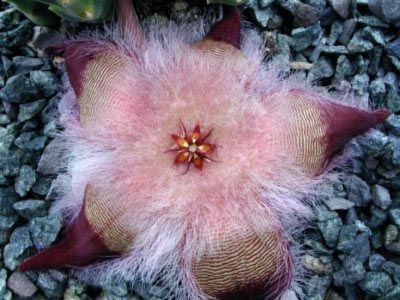 Stapelia грижи трансплант началната репродукция