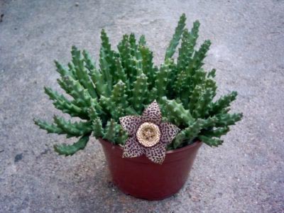 Stapelia reproducerea transplantului de îngrijire la domiciliu