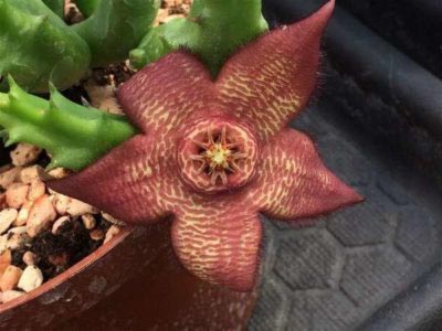 Stapelia reproducerea transplantului de îngrijire la domiciliu