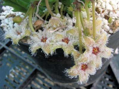 Stapelia reproducerea transplantului de îngrijire la domiciliu