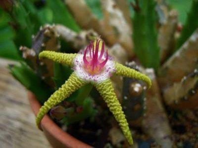 Stapelia reproducerea transplantului de îngrijire la domiciliu