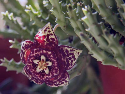 Stapelia reproducerea transplantului de îngrijire la domiciliu