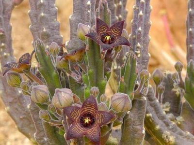 Stapelia reproducerea transplantului de îngrijire la domiciliu