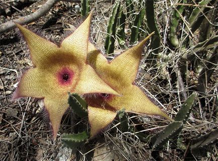 Stapelia - îngrijire la domiciliu, specie