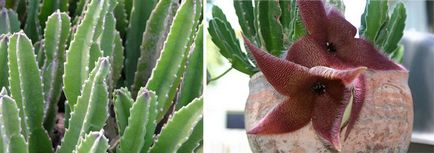 Stapelia - îngrijire la domiciliu, specie