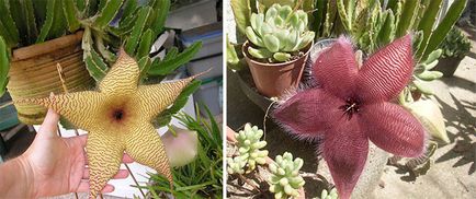 Stapelia - îngrijire la domiciliu, specie