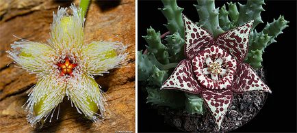 Stapelia - îngrijire la domiciliu, specie