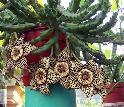 Stapelia - specie, îngrijire, reproducere, verde