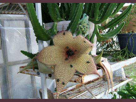 Stapelia - specie, îngrijire, reproducere, verde