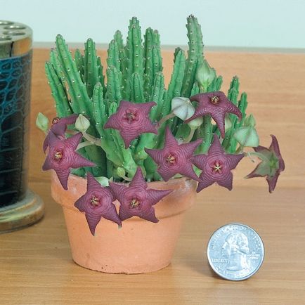 Stapelia - specie, îngrijire, reproducere, verde