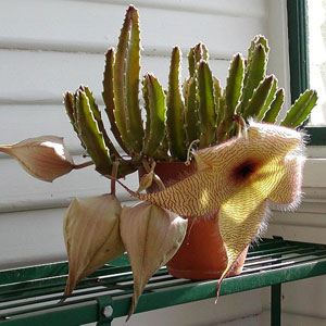 Stapelia - specie, îngrijire, reproducere, verde