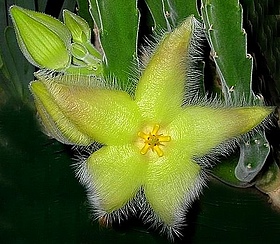 Stapelia - specie, îngrijire, reproducere, verde