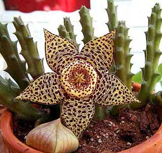 Stapelia - specie, îngrijire, reproducere, verde