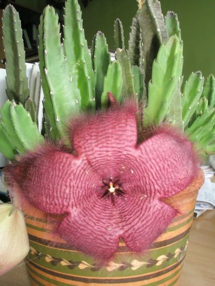 Stapelia - specie, îngrijire, reproducere, verde