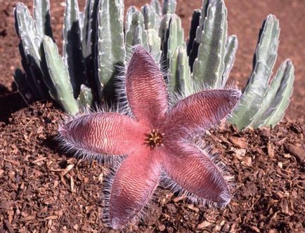 Stapelia - specie, îngrijire, reproducere, verde