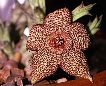 Stapelia - specie, îngrijire, reproducere, verde